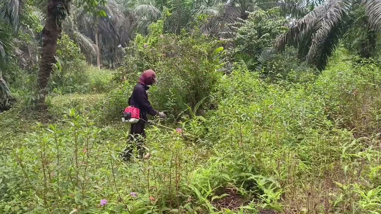 Babat di kebun sawit pakai senar #grasscutter #agriculture #automobile #