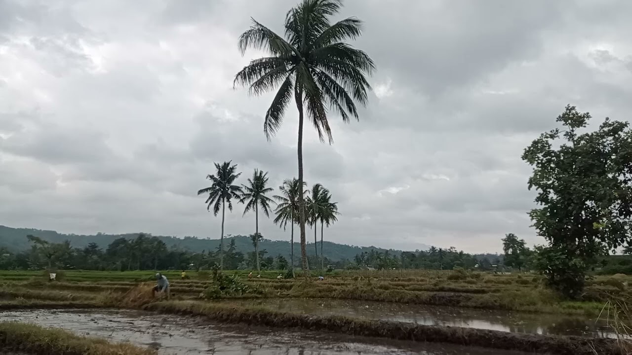 BAJAK SAWAH BERSAMA PAK WAWAN 