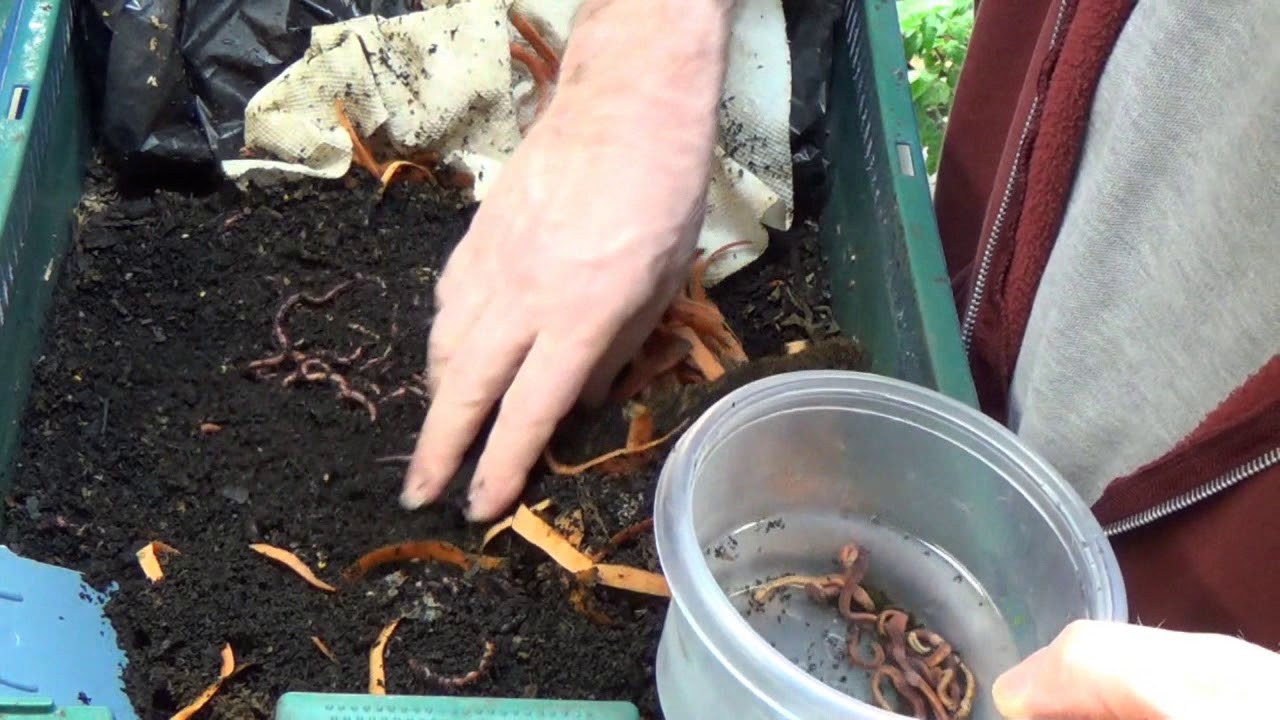 Earthworms Nearly FREE fish food