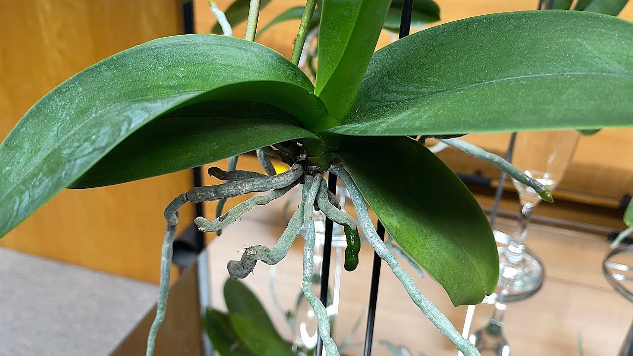 HOW TO GROW ORCHIDS WITHOUT SOIL