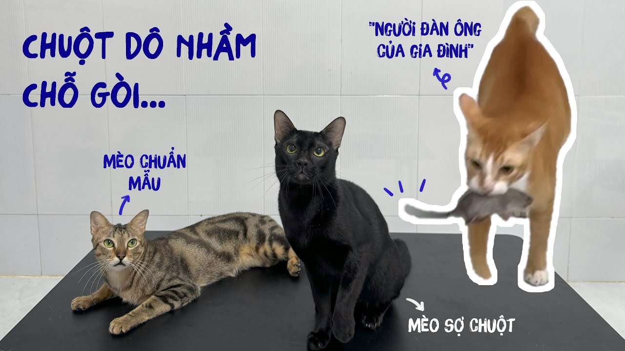 Đậu sợ chuột ???