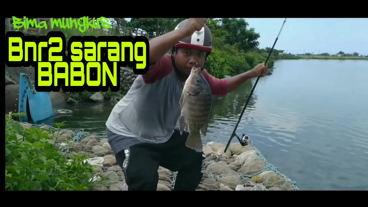 Mancing ikan nila babon hadir lagi sobat || Spot Andalan part 2