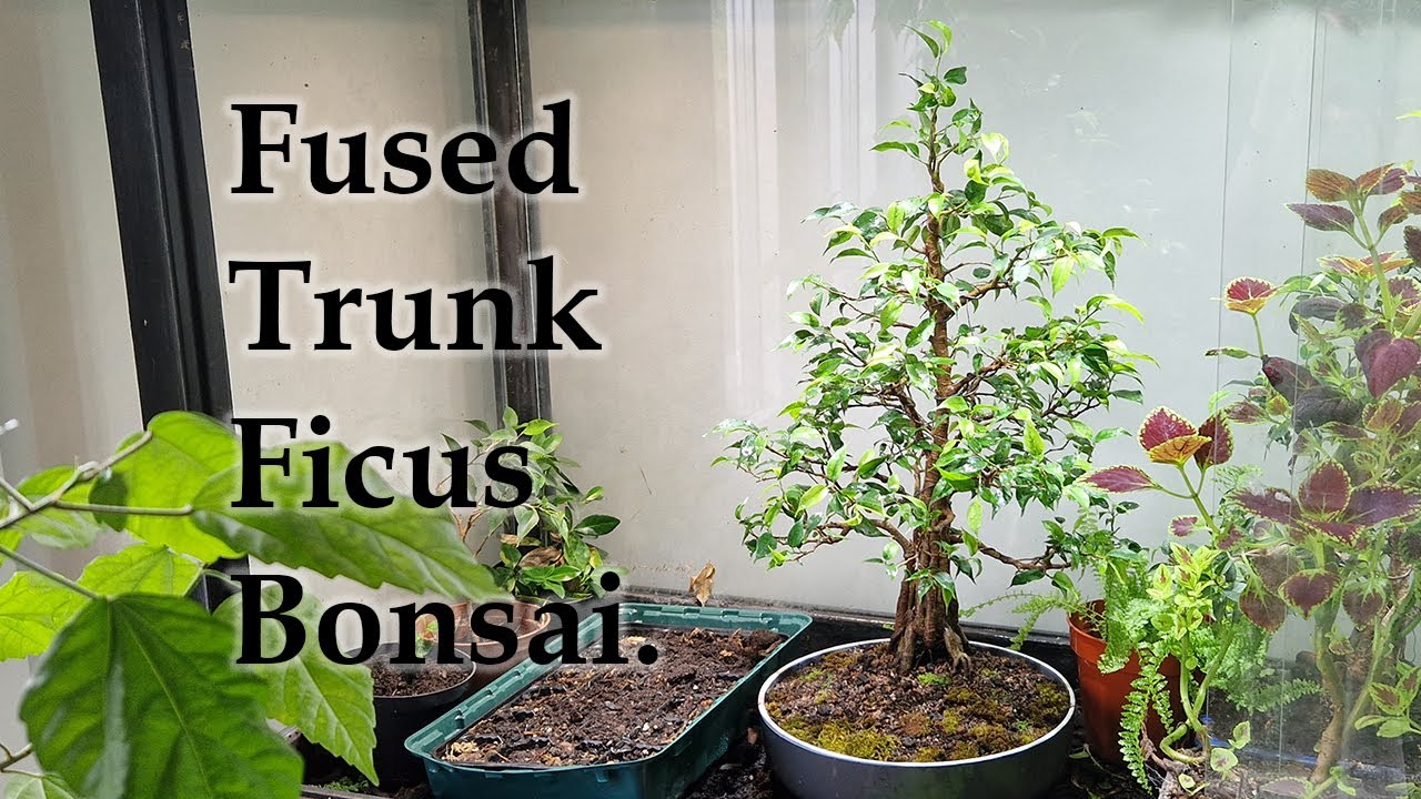 Fused Trunk Ficus Bonsai