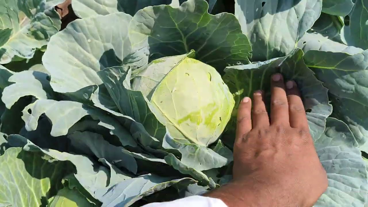 કોબી. ફ્લાવર ની ખેતી