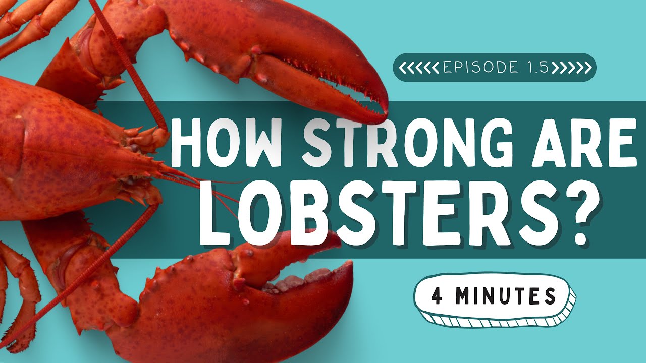 How Strong are Lobsters? | Animal Facts for Kids