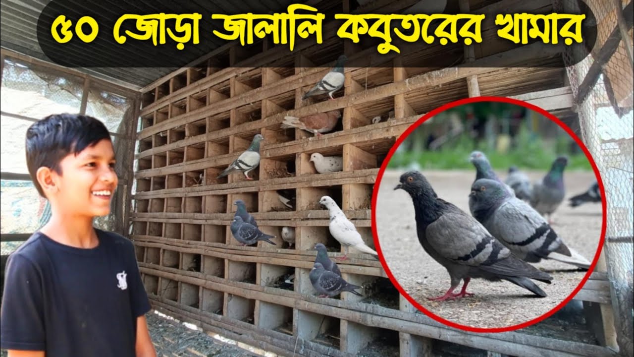 স্কুল ছাত্র ৫০ জোড়া জালালি কবুতর পালন করে সফল হয়েছেন.. #দেশি_কবুতরের_খামার #pigeon #জালালি_কবুতর