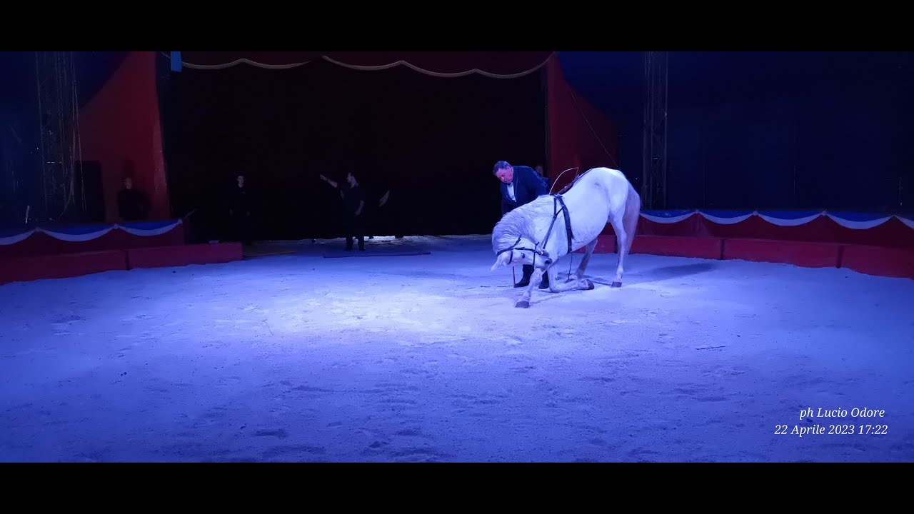Circo Wegliams ad Agropoli (SA) aprile 2023, presenta: CAVALLI ARABI IN LIBERTA' (Tony Wegliams)