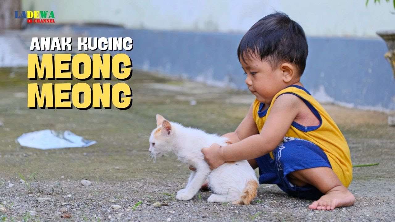 Anak Kucing Meong Meong ll Lagu Anak Populer ll Anak Kucing Lucu