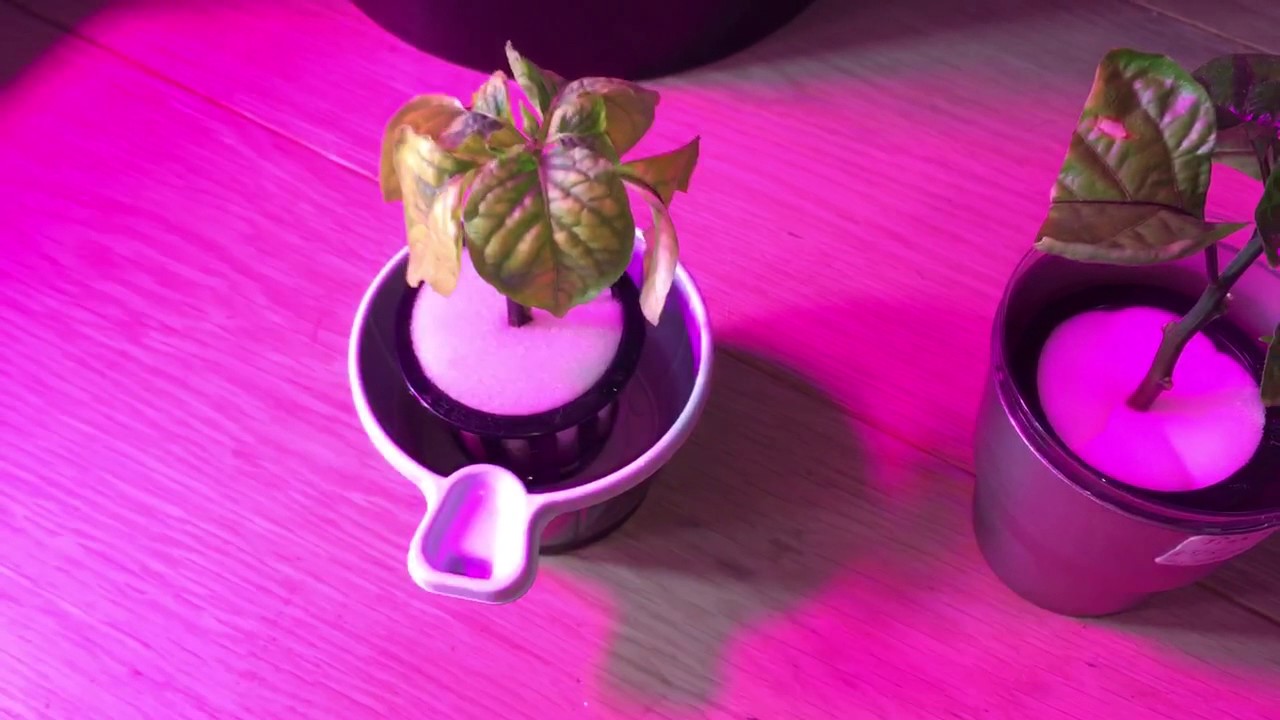 Cloning chilli pepper plant experiment - update