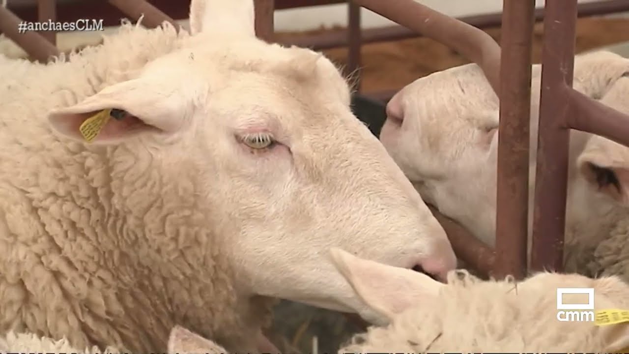 Feria Agroganadera de Almodóvar del Campo | Ancha es Castilla-La Mancha