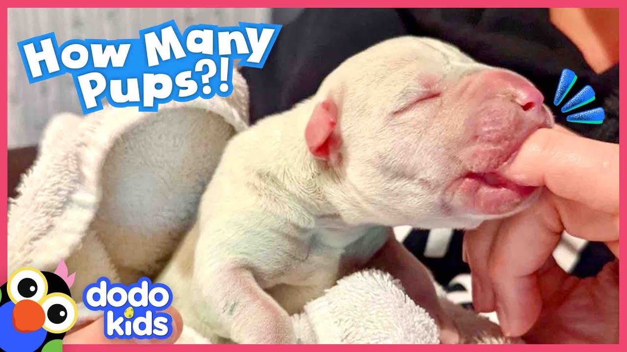 Wait — HOW MANY Puppies Were Born?! | Dodo Kids | Rescued!