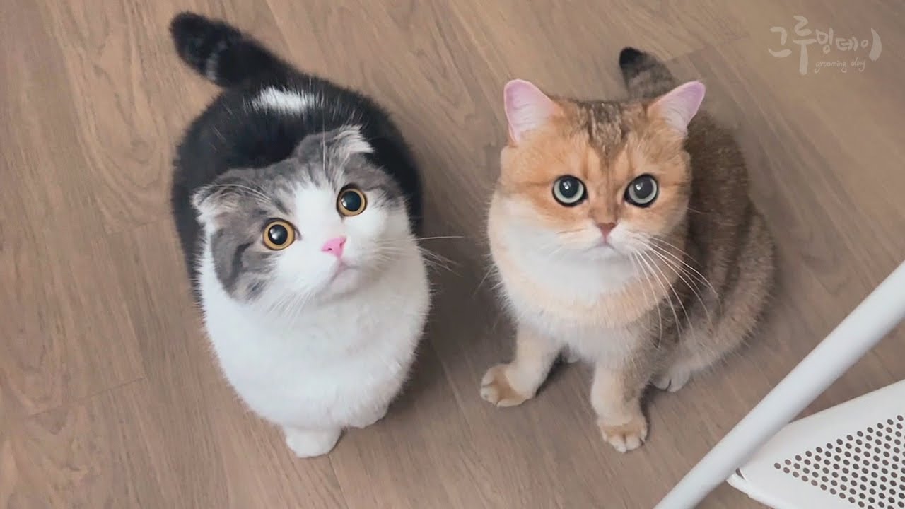 Распорядок дня моих кошек: драки