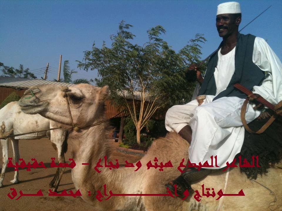 ود نجاع -  نص قصيد - ( قصه حقيقيه )