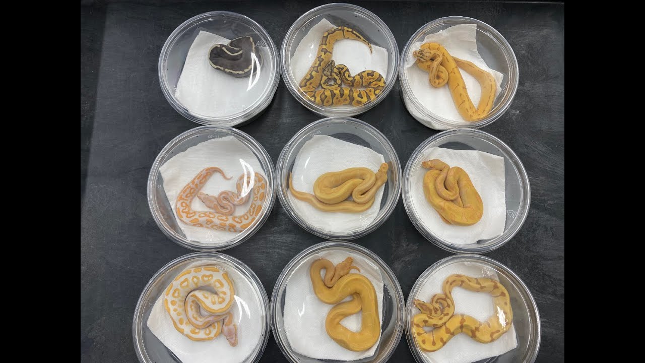Some new Ball Pythons for sale and what we can all do to help keep the hobby and industry we love!