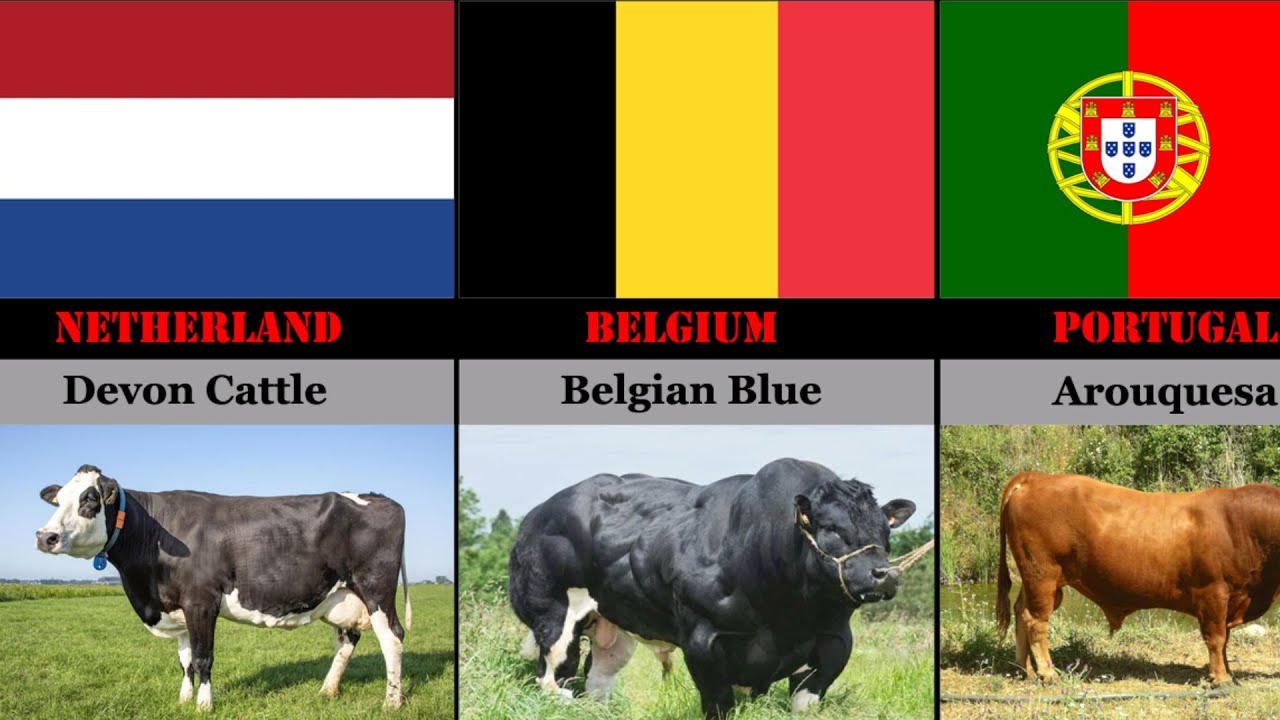 Cattle Breeds From Different Countries | Part 1