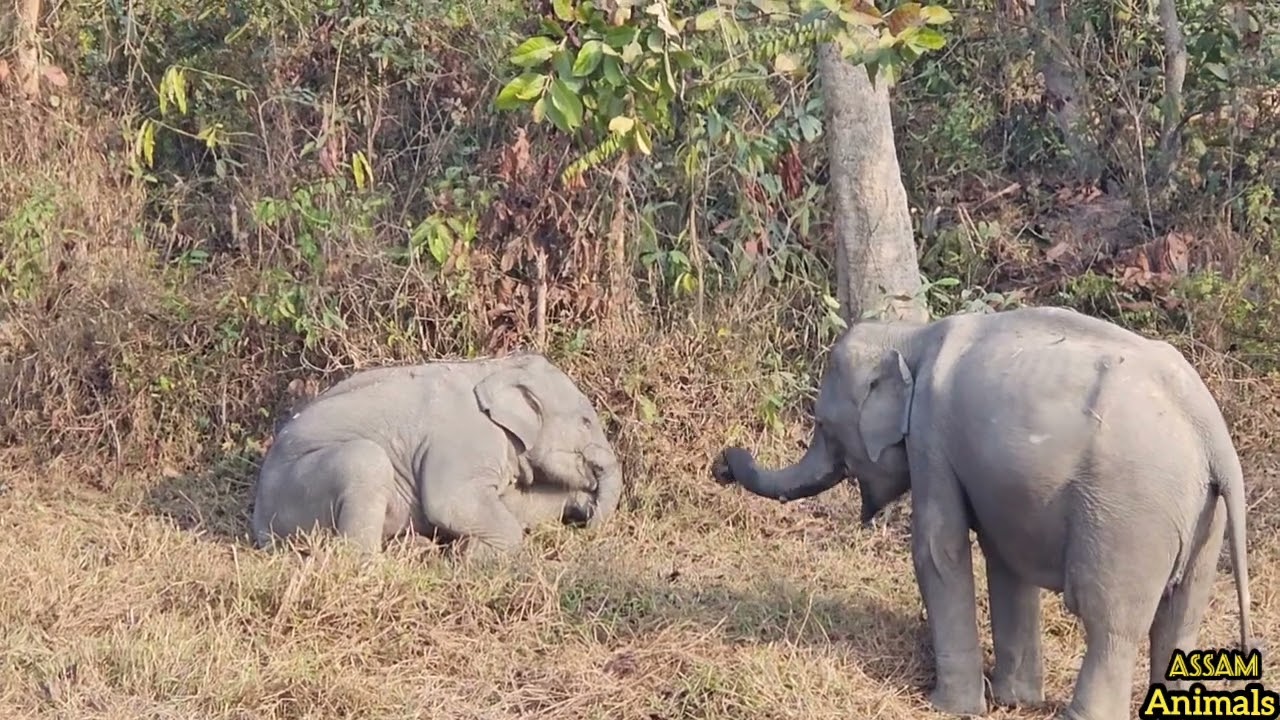 Милый слоненок спит❣️🤩🐘 #Ассам #животные