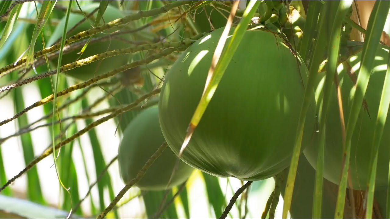 Coconut tree cultivation