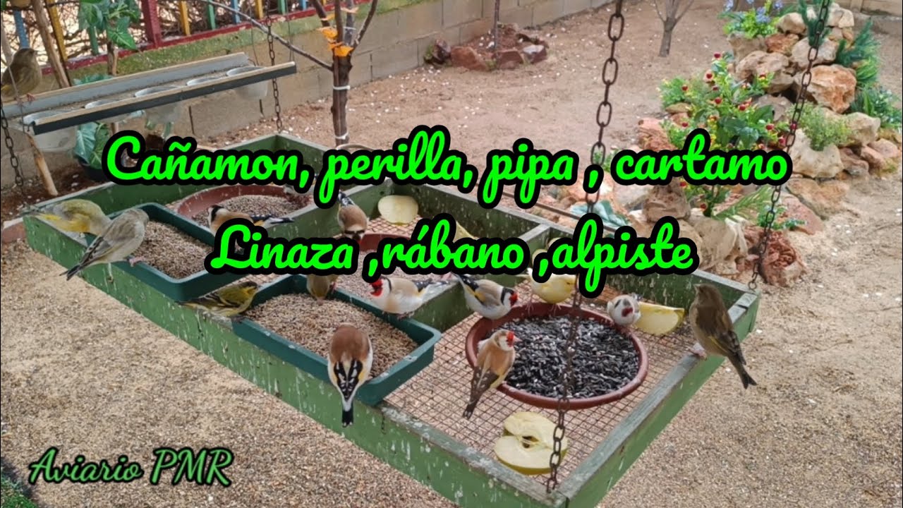 Alimentacion de mis jilgueros mutados , verderones ,mutados y luganos. Cría en voladera