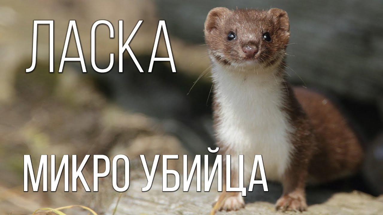 Ласка: Маленький и Кровожадный Хищник | Интересные факты про семейство куньих