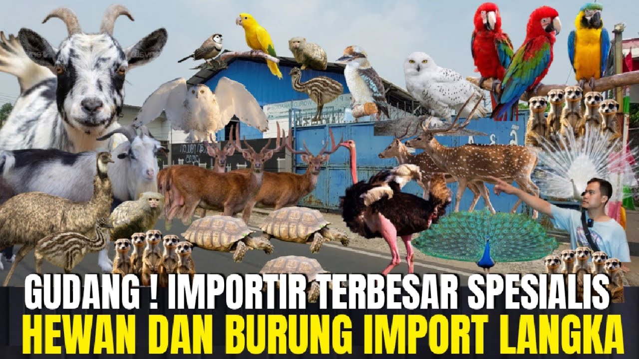 SIDAK ! GUDANG IMPORTIR BURUNG DAN HEWAN LANGKA TERBESAR BERNILAI MILYARAN DI PASAR PRAMUKA
