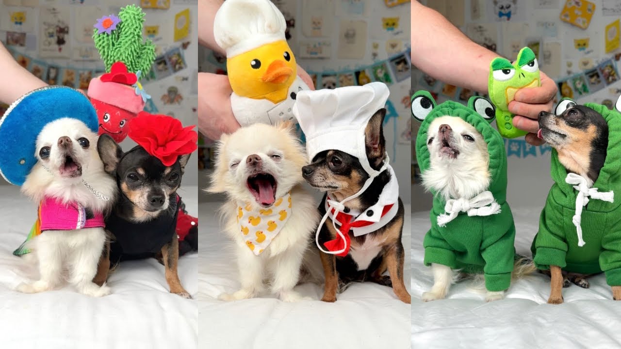 Funny Chihuahua Howling Compilation