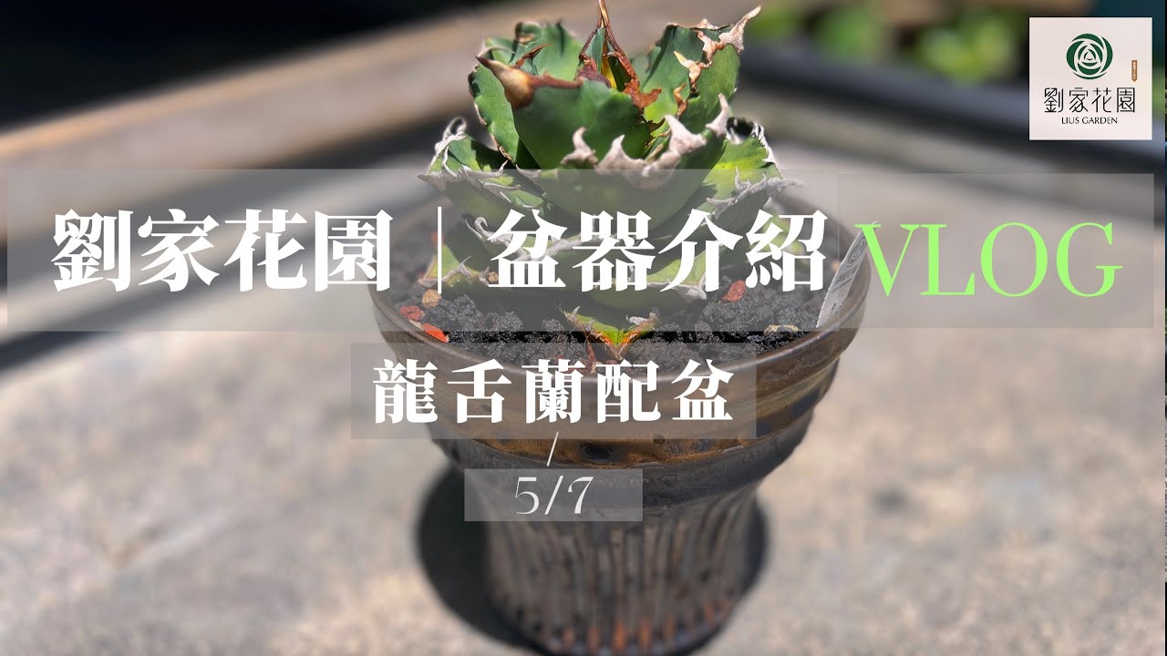 劉家花園—盆器介（推）紹（坑） |龍舌蘭配盆&入盆｜夕映嚴龍、藍球嚴龍｜#植本鉢 #蕭窯