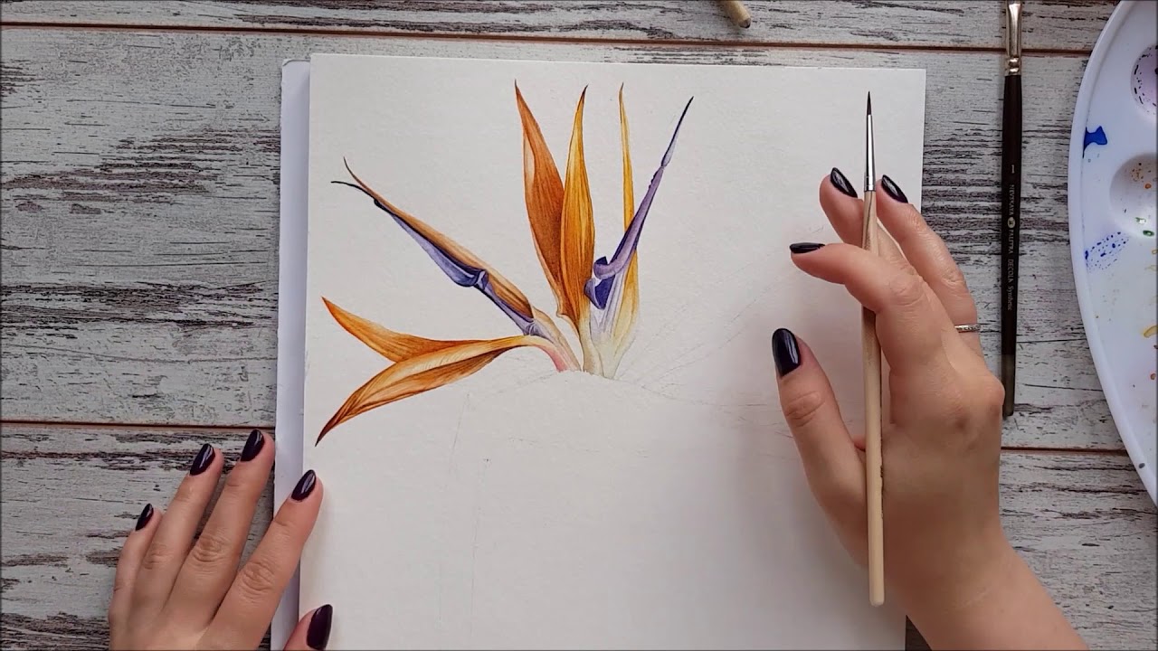 Watercolor strelitzia