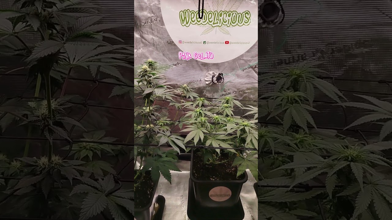 Day 59 Tropical Marker, Purple Kush, Pink Gelato #420  #indoorgarden  #kannabia #spiderfarmerled