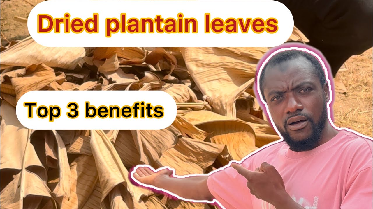 Top 3 curious benefits of dried plantain leaves you never knew!