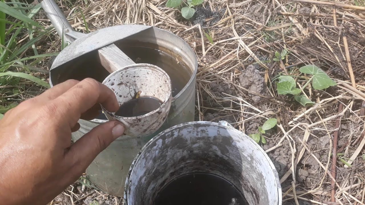 cách tưới phân cho bí đỏ hồ lô giai đoạn đầu tiên