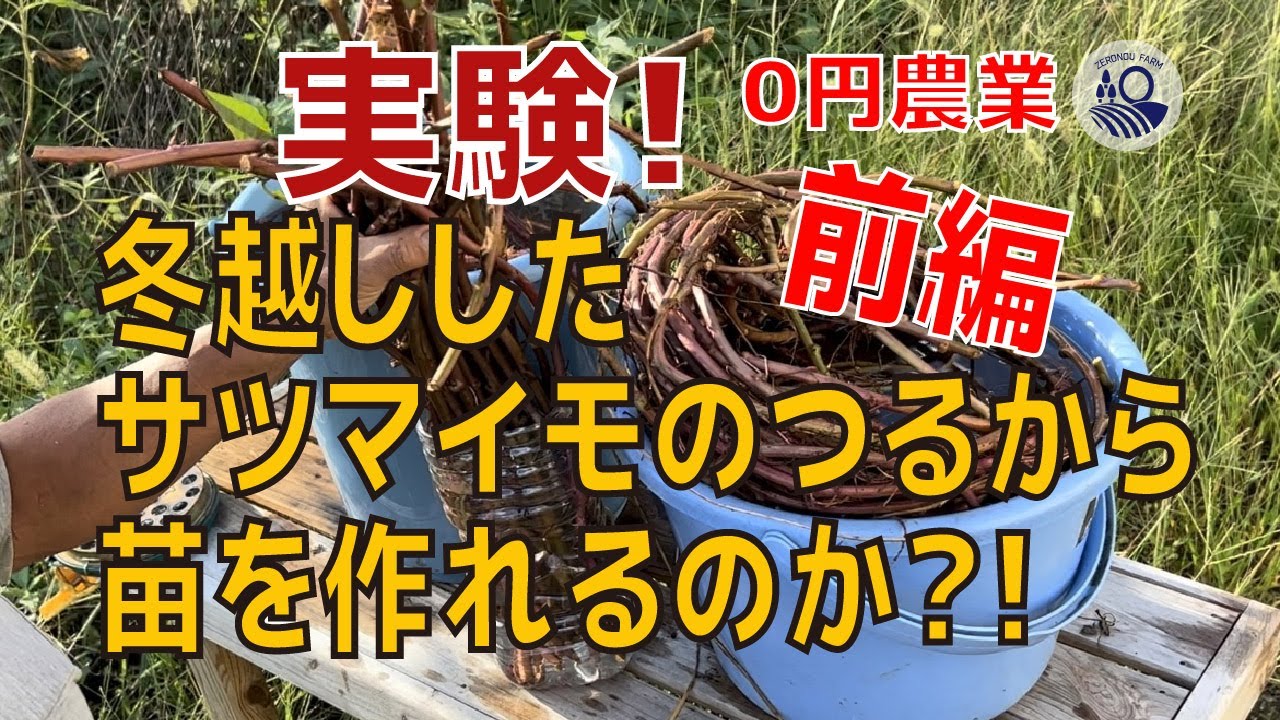 【#26】冬越ししたサツマイモのつるから苗を作れるのか⁈【前編】