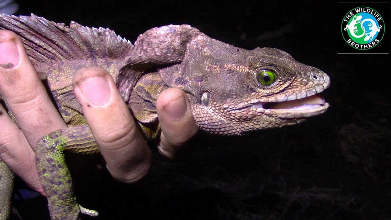 Unbelievable BARE-HANDED Basilisk Catch!