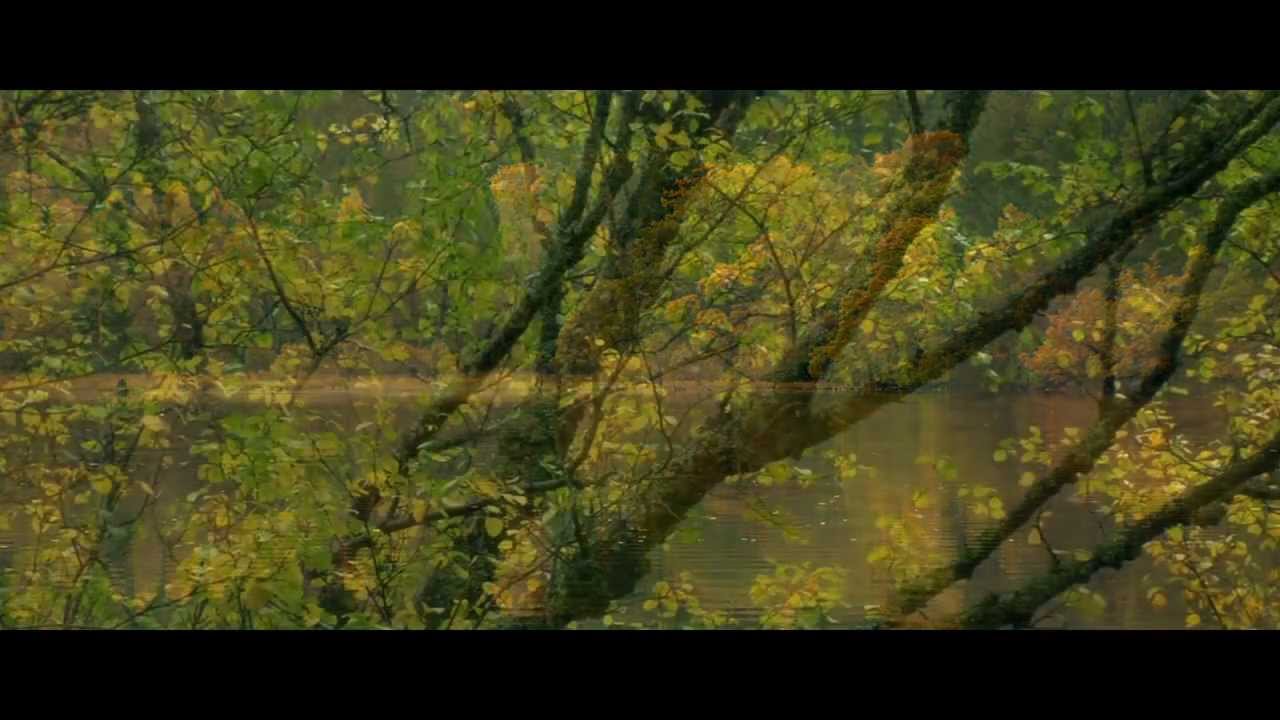 Restoring Native Woodlands
