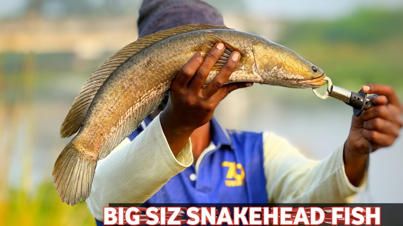 Fishing Vlogs Snakehead Fishing Video | Fishy Vicky Vlogs | #trending #snakeheadfish #tamil #fish 
