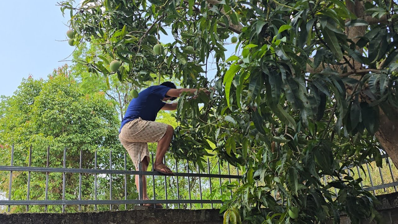 Nrog wb noj qaub os   15 ມີນາ 2026