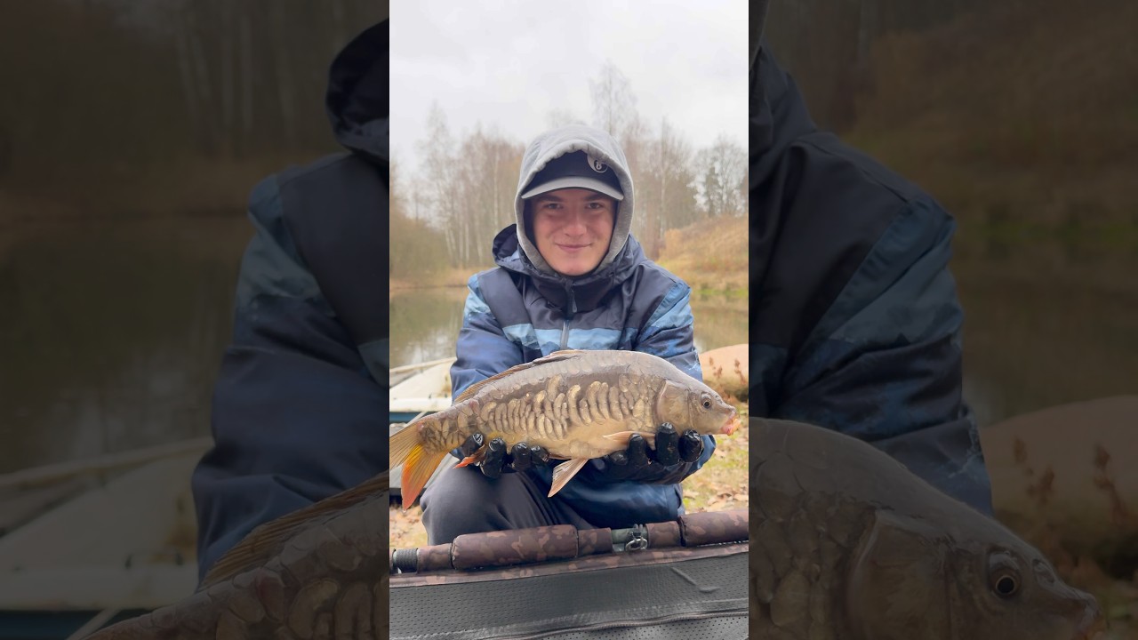 Zarybianie pięknym lampasem 🤩 #prywatnystaw #zarybianiekarpiem #zarybianiekarpiem #karpie #carp