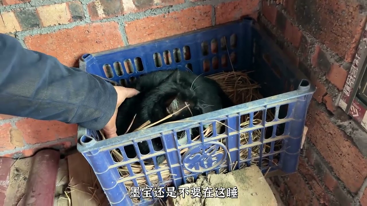 The Mysterious Cat's Nest Hunt: Unveiling Feline Secrets
