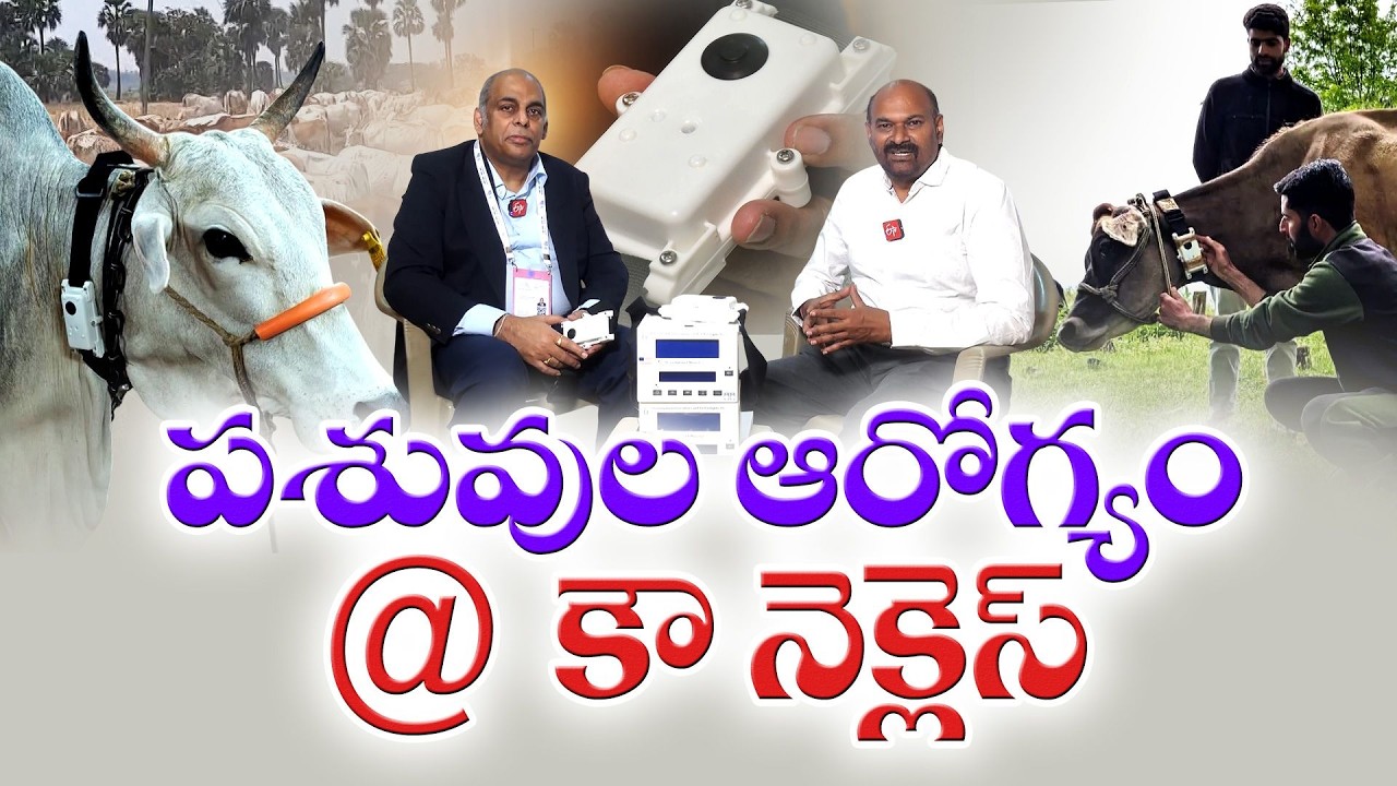 AI Revolution in Dairy Farming | “Cow Necklace” Smart Device Tracks Cattle Health || Idi Sangathi