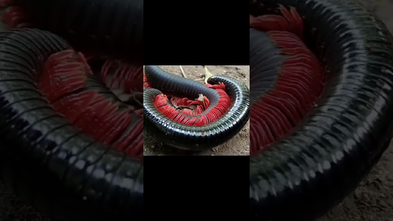 Millipedes mating can you imagine plus that number of legs how the do it is fun check out