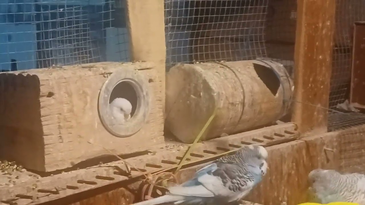 Sorpresa en nuestro Aviario 