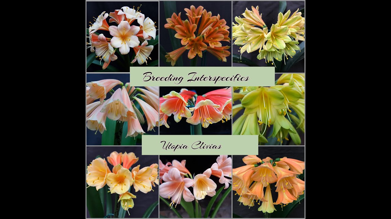 Rare Clivia's You’ve NEVER Seen Before! 🌺 Utopia Clivias Reveals Interspecific Breeding Secrets