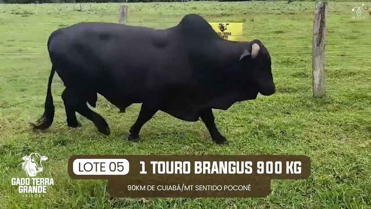 LOTE 05