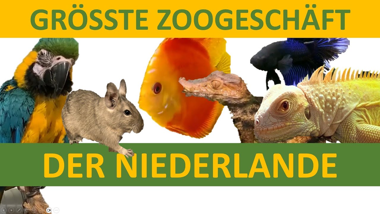 Gr&ouml;&szlig;te Zoogesch&auml;ft in die Niederlande