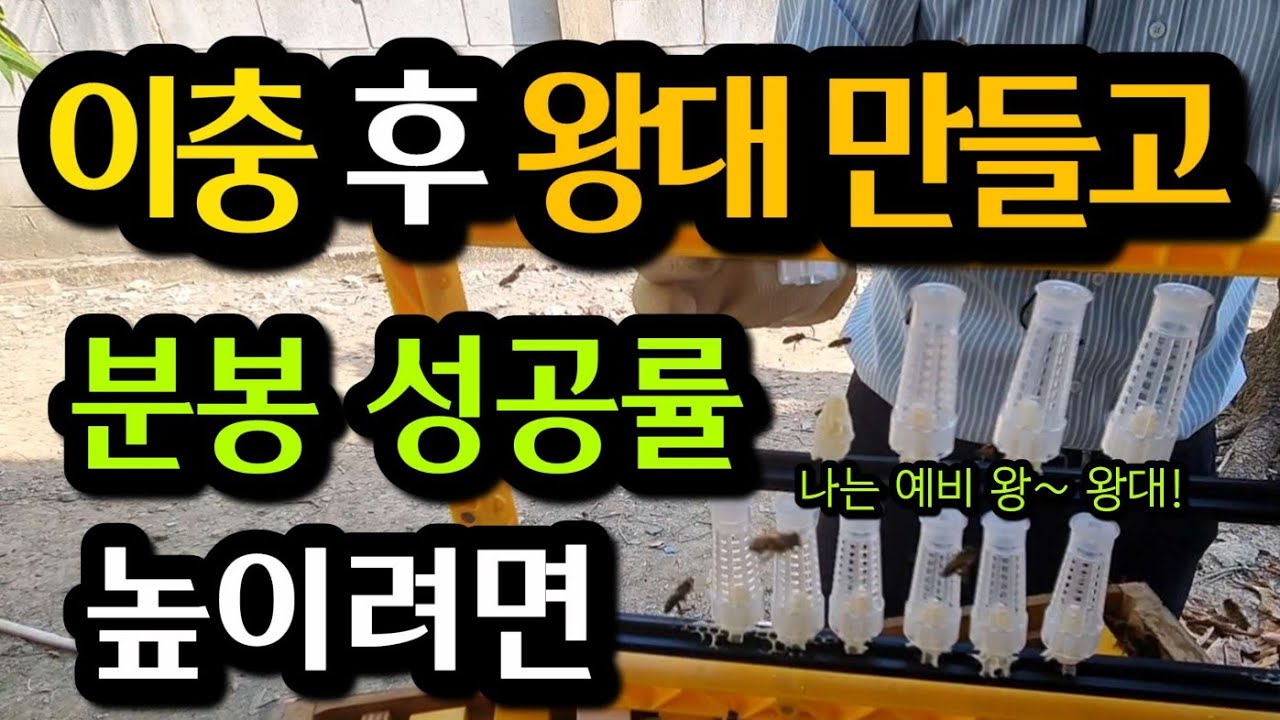 이충, 분봉 성공률 높이는 벙법을 제안합니다. 좋은 처녀왕 만들어 양봉 잘 되세요!