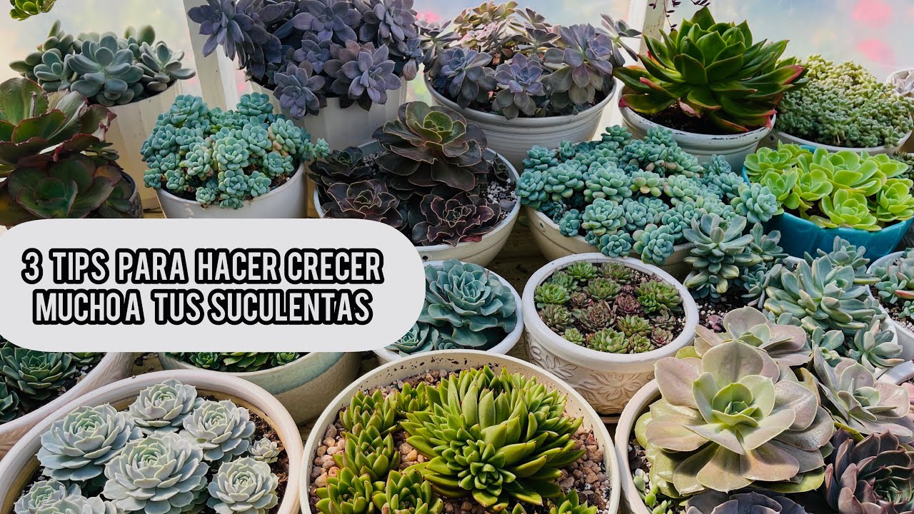 3 TIPS PARA HACER CRECER MÁS RÁPIDO LAS SUCULENTAS