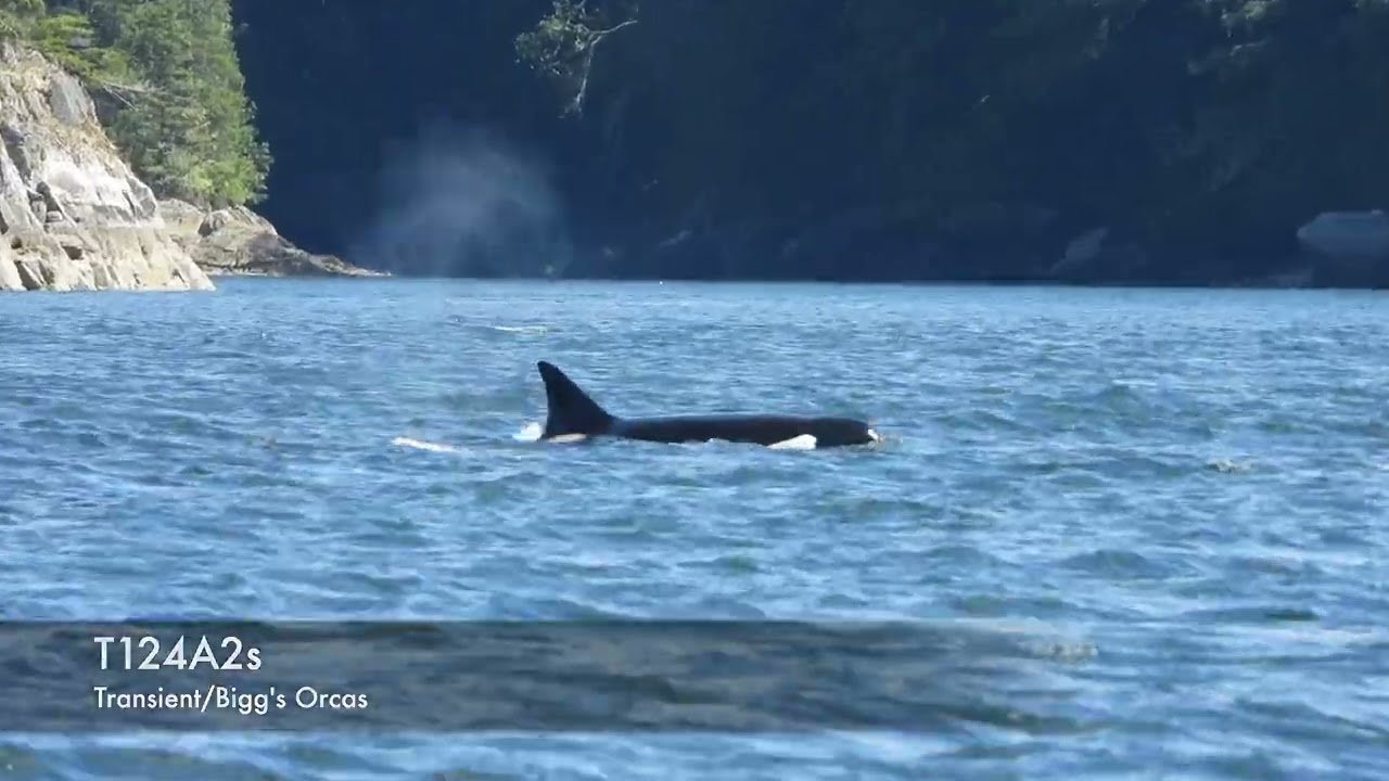 Telegraph Cove (Humpback, orcas, sea otters, and porpoises)