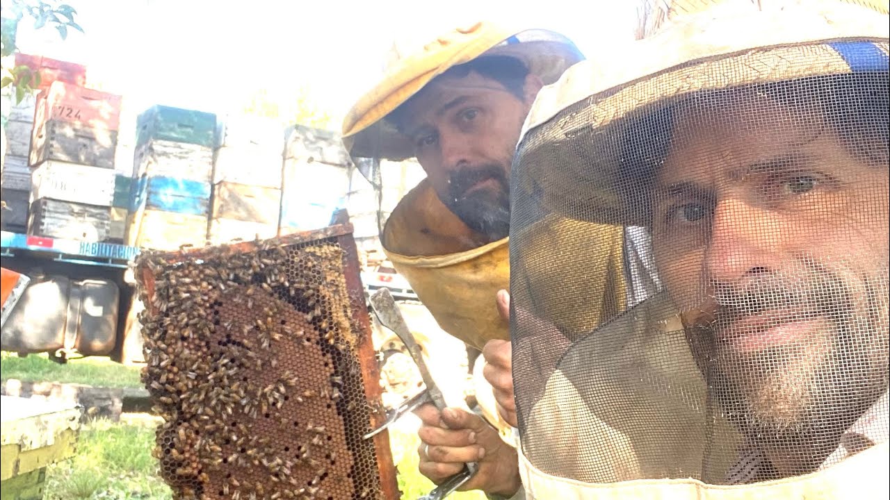 Revisamos colmenas en plantacion de limones #101