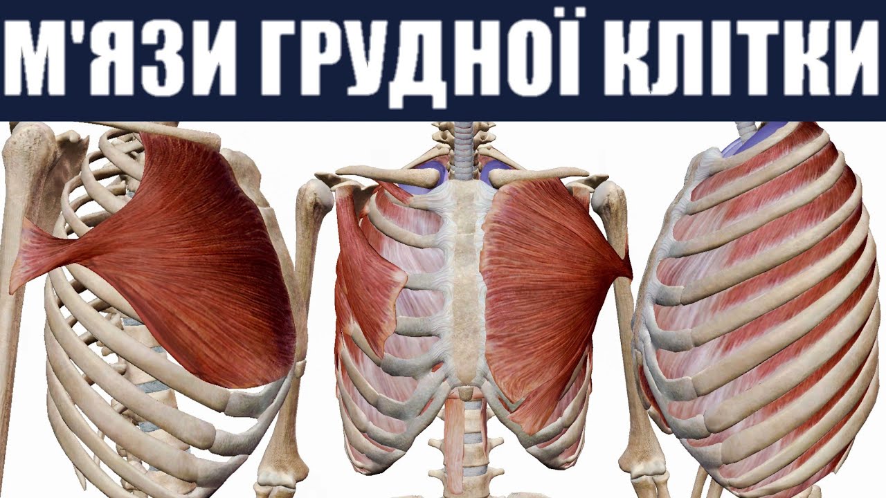 М'язи грудної клітки