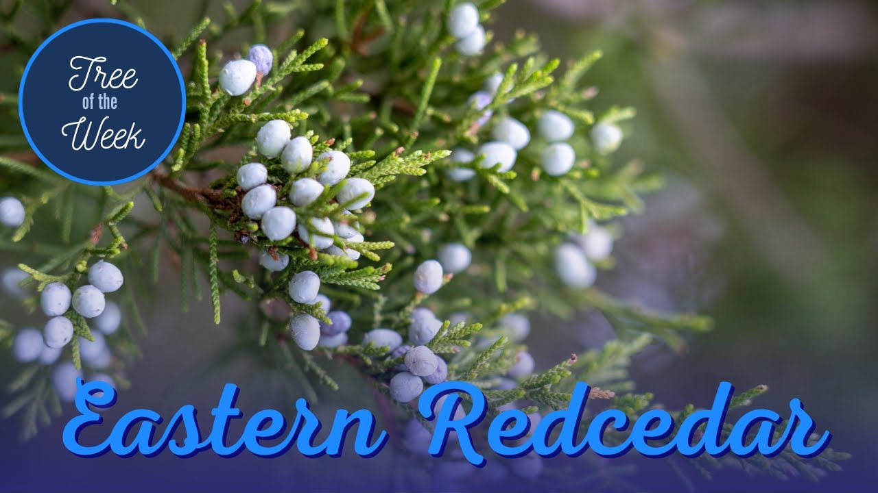 Tree of the Week: Eastern Redcedar