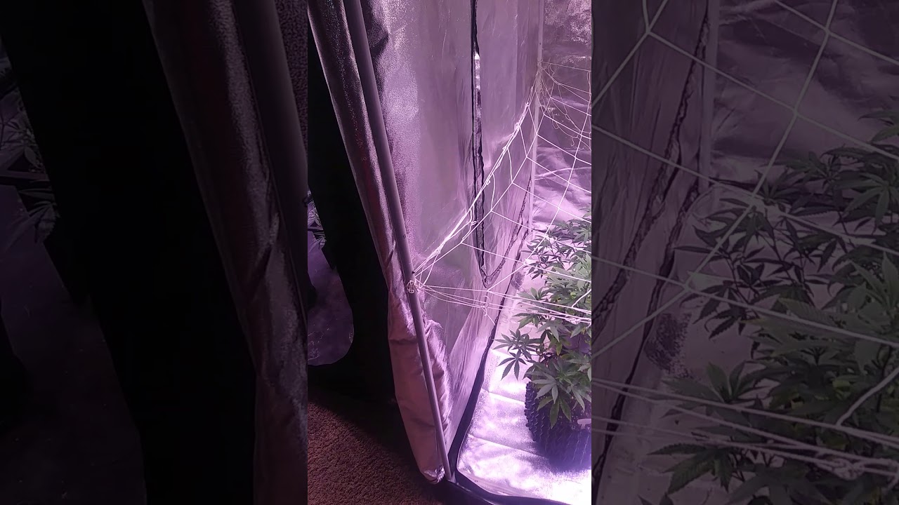 ethos genetics week 2 and 1 flowering!!!!